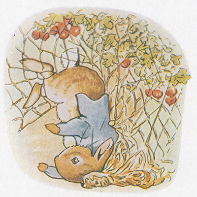 Peter Rabbit stuck im the bush